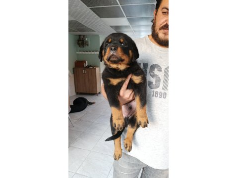2 Aylık Oldu Rottweiler Köpeğimiz