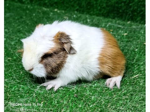 Safkan Üst Kalite Guinea Pigler