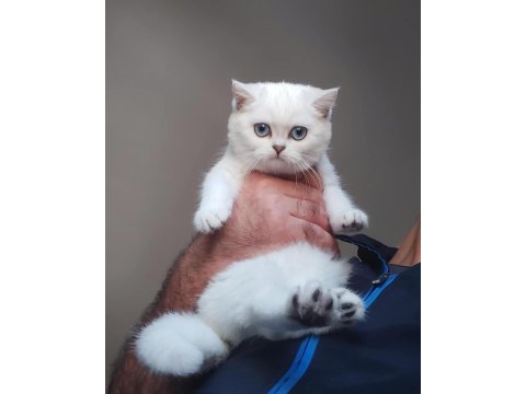 British Shorthair Kedisi Yavruları