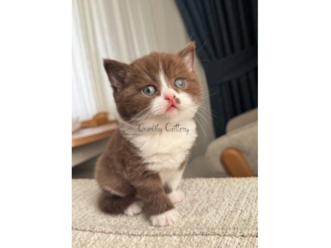Chocolate Bicolour Erkek British Shorthair Bebeğimiz