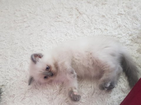 British Shorthair Sağlıklı Eğitimli Yavrular Yeni Yuvasını Arıyor