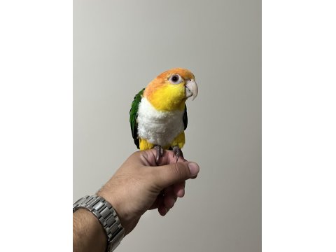 Caique Papağanı Süper Formda