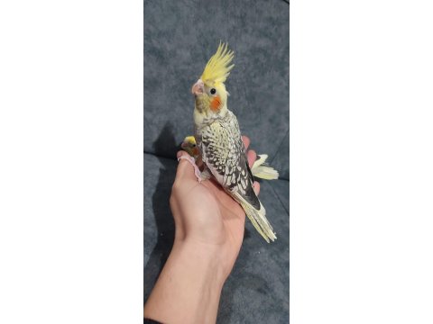 Uysal Oyuncu Sultan Papağanı Bebekler