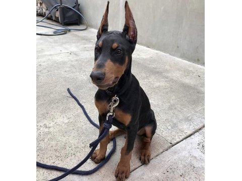 Sağlık Ve Irk Garantili Doberman Köpekleri