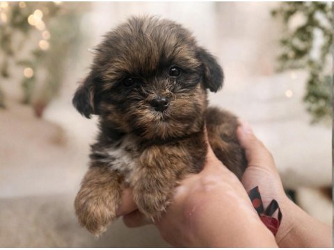 Shih Tzu Dişi Erkek Yavrular Özel Renk Mevcut