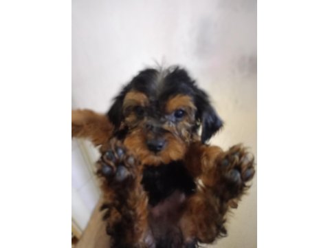 2'5 Aylık Morki Poodle Erkek Ve Dişi Yavrular