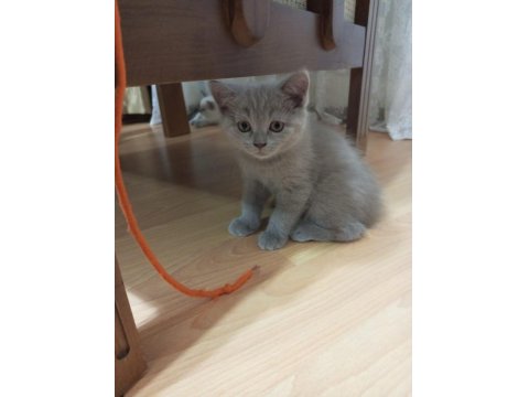 British Shorthair Ve Scottish Yavruları