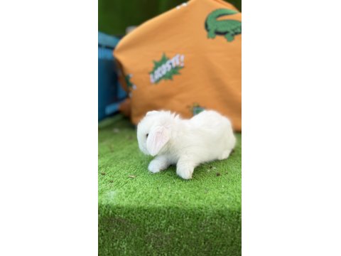 Hollanda Teddy Lop Tavşanlar