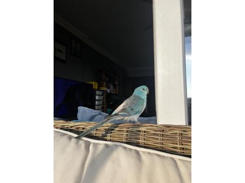 Şarkıcı Pareket Papağanımız