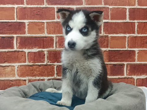 Sibirya Kurdu Yavrular