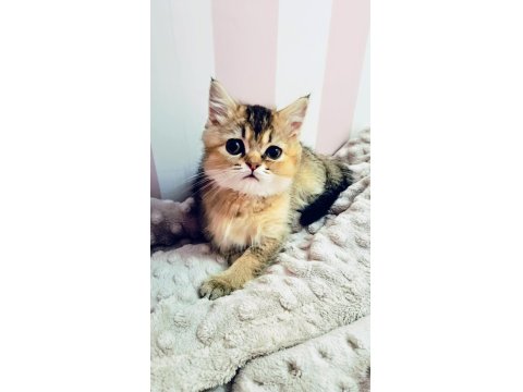 3 Aylık British Golden Black
