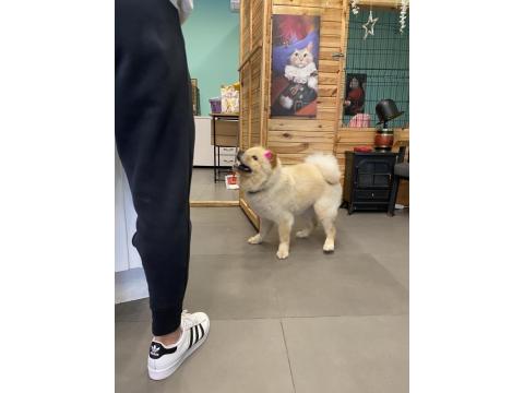 Çin Aslanı 4 Yaşında