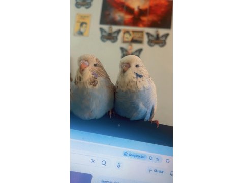 Şov Muhabbet Kuşu Yavruları