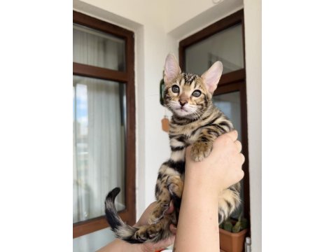 Bengal Kedisi Kardeşler