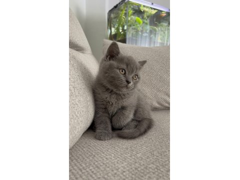 British Shorthair Son 2 Yavru