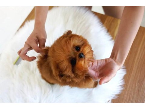 Toy Poodle Güzel Yavrularım