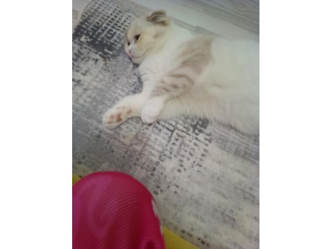 Ağustos 2024 Doğumlu Bir Dişi Bir Erkek Scottish Blue Point