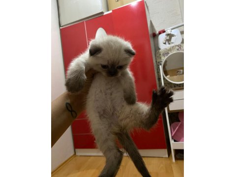 A Kalite British Shorthair Bebekler