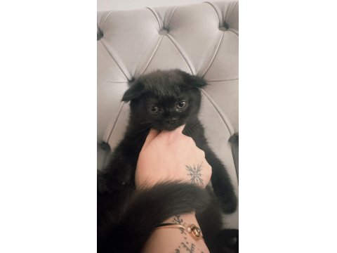 Acil Sahiplendirme Scottish Fold Kedimiz