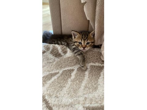 British Shorthair Yavrular Yeni Yuvayı Bekliyor!