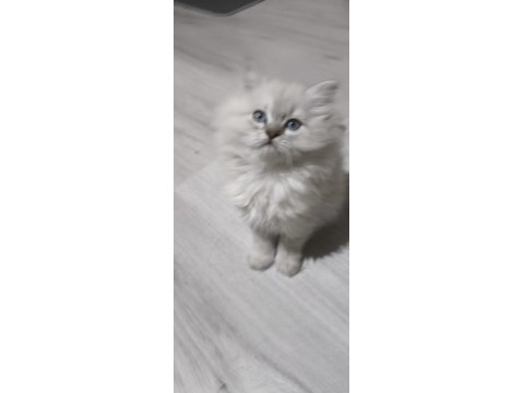 Yün Yumağı Pamuk Chinchilla Yavrularım