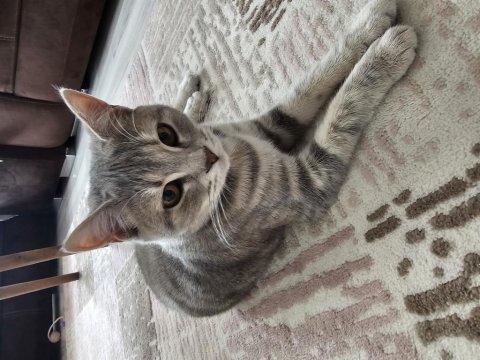 Bu British Shorthair Melezi Olan Güzelliği Kim Sahiplenmek İster?
