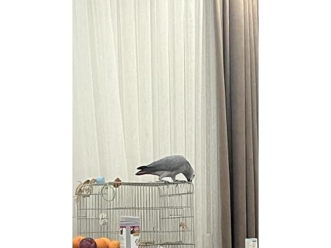 Yavru Jako Papağanı