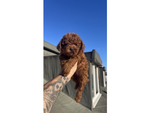 Red Brown Toy Poodle Yavrular