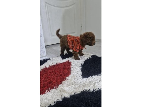 Ev Ortamında Orjinal Toy Poodle