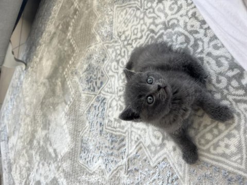 British Shorthair Oğlumuza Ömürlük Yuva Arıyoruz!