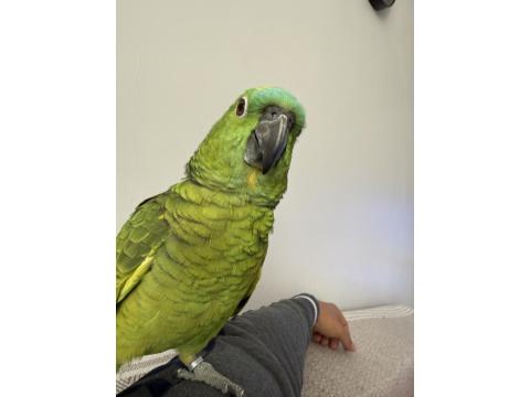 Konuşan Blue Front Amazon Papağan