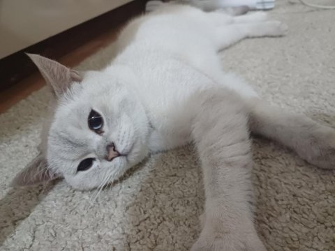 Sevimli Oyuncu Kedimiz Ares Ücretsiz Sahiplendirilecektir