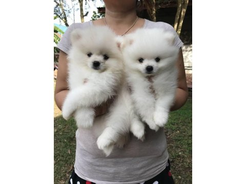 Irk Garantili Pomeranian Yavruları