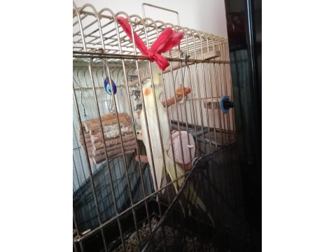 Çift Sultan Papağanlar