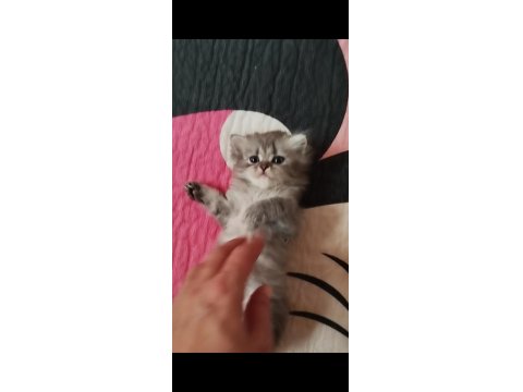 Mama Karşılığı Verilecek British Kediler