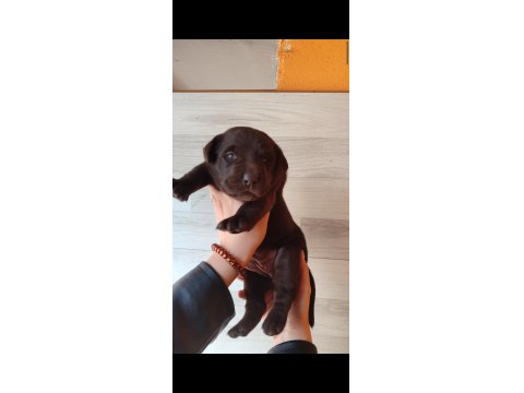 Enerji Dolu Labrador Yavrularıyla Hayatınıza Neşe Katın!