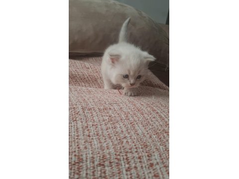 Mavi Gözlü 2 Aylık British Shorthair