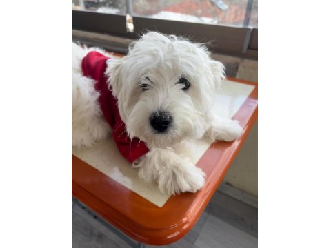 Kıpır Kıpır Maltese