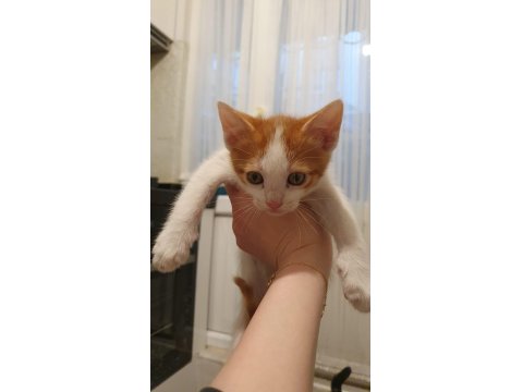 Van Kedisi Kırması