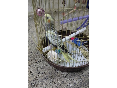 Ev Ortamında Üretilmiş Gayet Sağlıklı Sultan Papağanı Yavruları