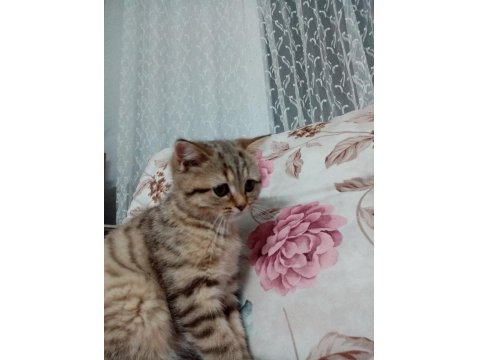 Dişi Masum Tatlı Kedimiz