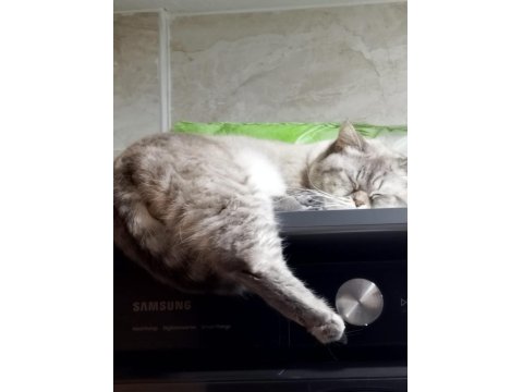 1.5 Yaşındaki British Shorthair Oğluma Yuva Arıyorum Ücretsiz
