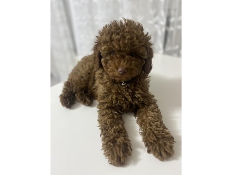 Toy Poodle 4 Aylık