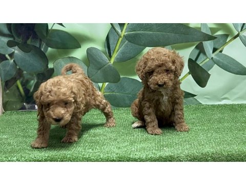 Toy Poodle Yavru