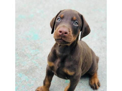 Irk Garantili Doberman Yavruları