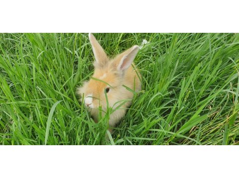 Çok Sevimli Mükemmel Tavşanlar