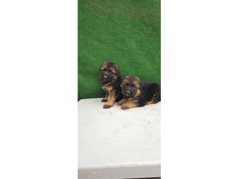 Showline Alman Kurdu Yavruları Kızıl Ve Siyah