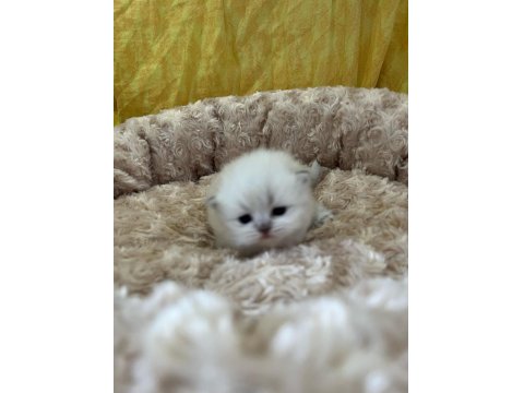 Minik British Bebeklerimiz Ailelerini Bekliyor