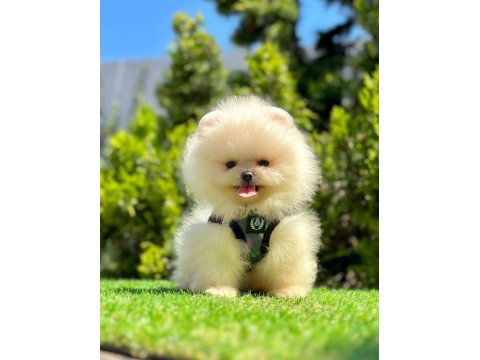 Kar Beyazı Pomeranian Boo Yavrular