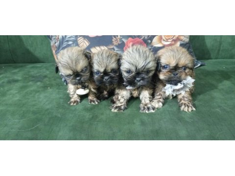 3 Dişi Ve 1 Erkek Yavru 2 Aylık Pekinez